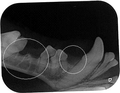 Radiograph Following Removal of Both Teeth
