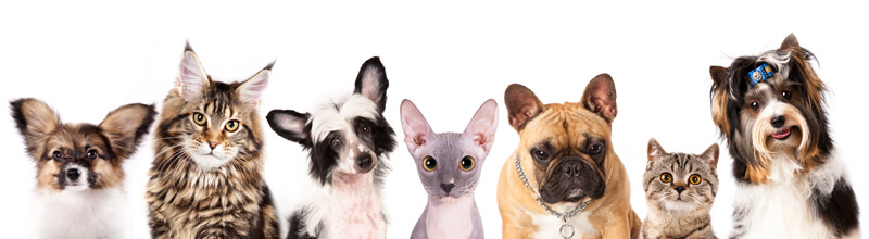 Banner of Many Small Dogs and Cats