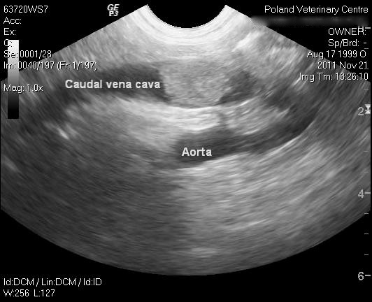 Ultrasound of an Adrenal Tumor in a Dog
